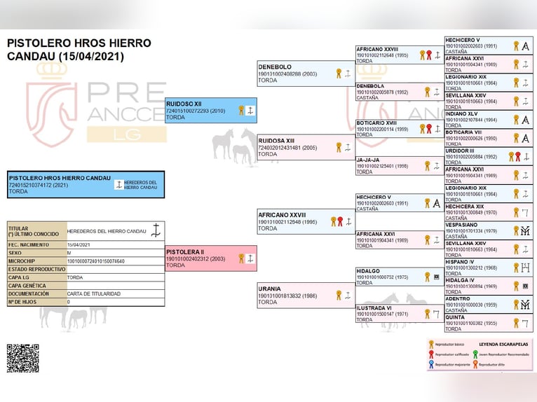 PRE Hongre 5 Ans 163 cm Gris in Wiebelsheim