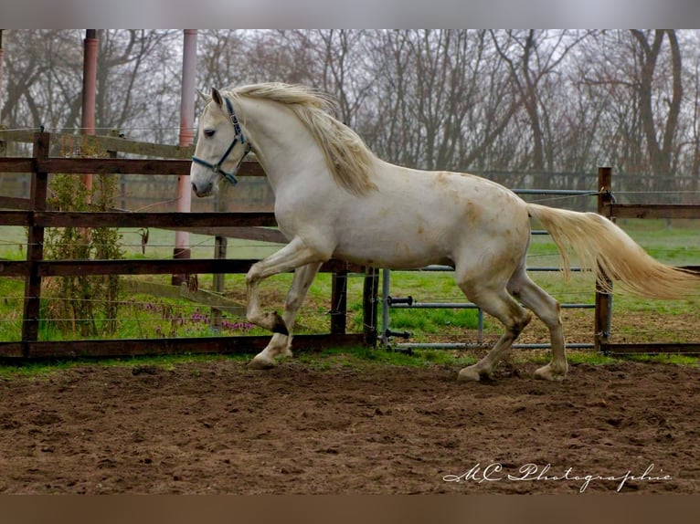 PRE Hongre 5 Ans 163 cm Gris in Polenz