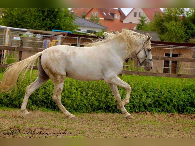 PRE Hongre 5 Ans 163 cm Gris in Polenz