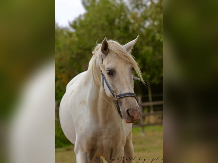 PRE Hongre 5 Ans 163 cm Gris in Polenz