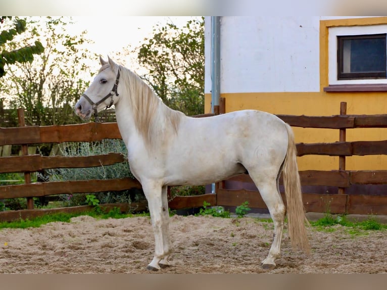 PRE Hongre 5 Ans 163 cm Gris in Polenz
