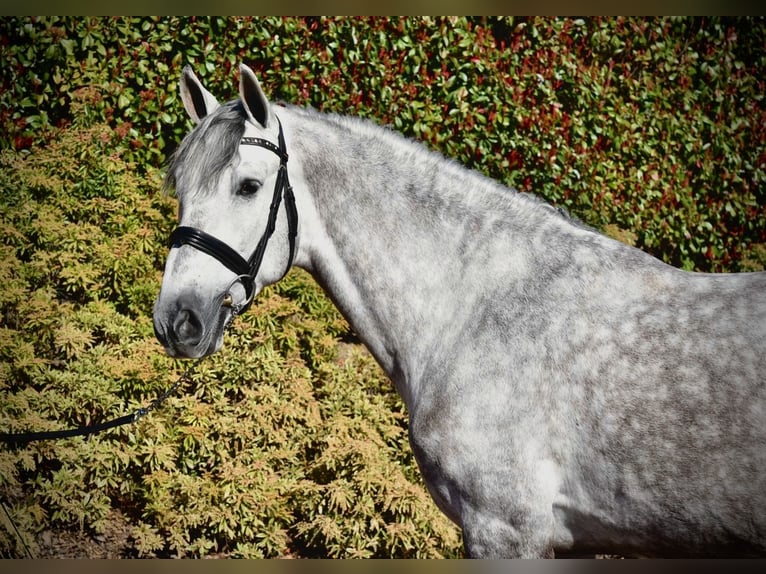 PRE Hongre 5 Ans 163 cm Gris in Guimarães