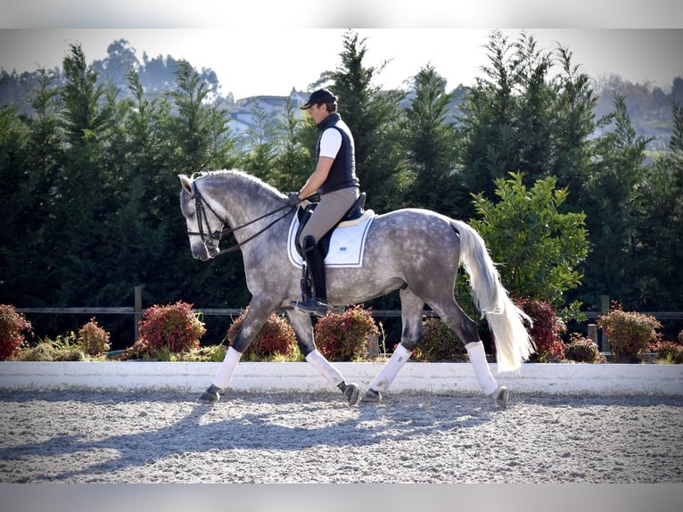 PRE Hongre 5 Ans 163 cm Gris in Guimarães