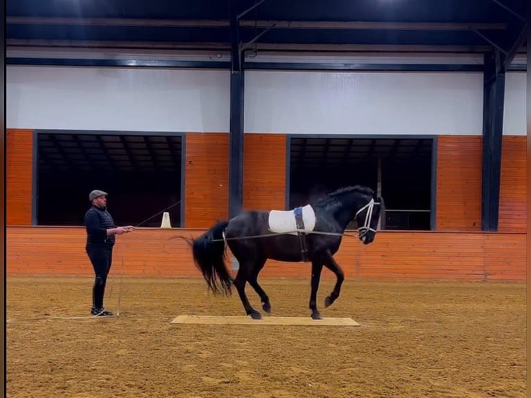PRE Croisé Hongre 5 Ans 163 cm Noir in Madison, GA