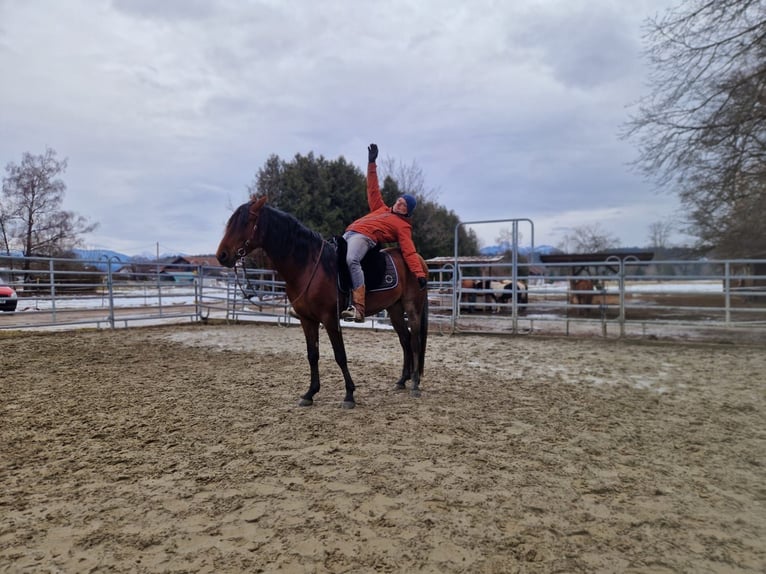 PRE Hongre 5 Ans 164 cm Bai in Grabenstätt