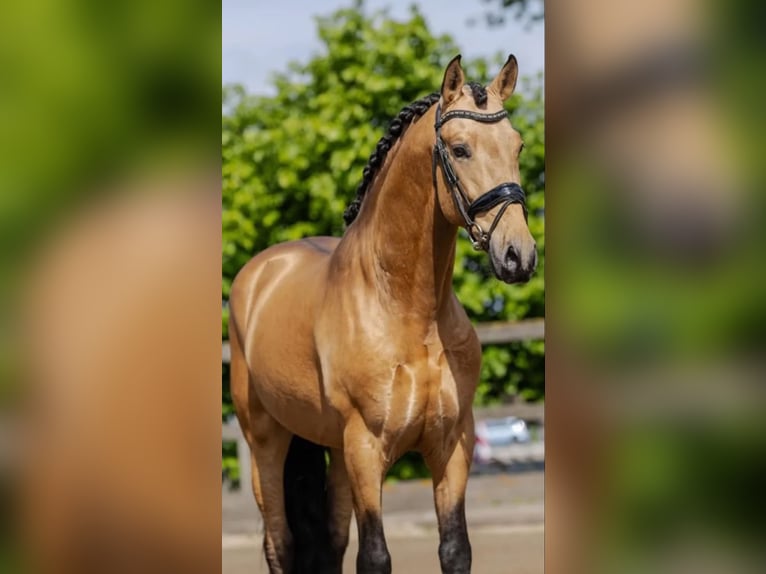 PRE Hongre 5 Ans 164 cm  in Rechnitz
