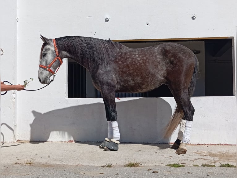 PRE Croisé Hongre 5 Ans 164 cm Gris in Terrassa