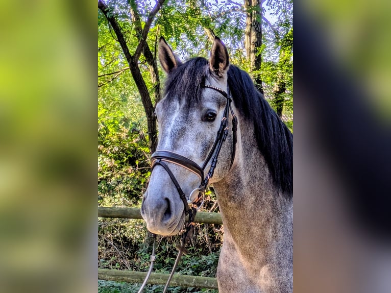 PRE Hongre 5 Ans 164 cm Gris noir in Hilden