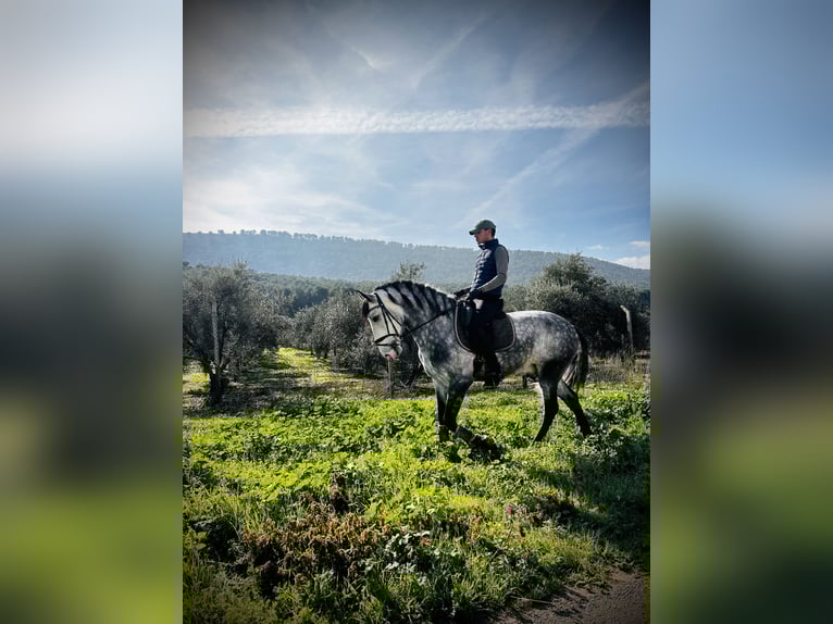 PRE Hongre 5 Ans 164 cm Gris pommelé in Humilladero