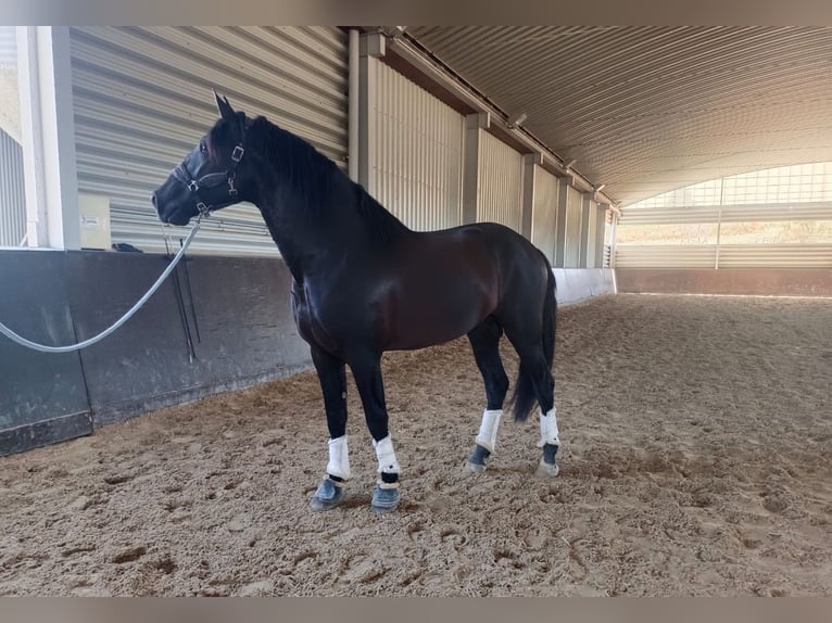 PRE Croisé Hongre 5 Ans 164 cm Noir in Norfolk
