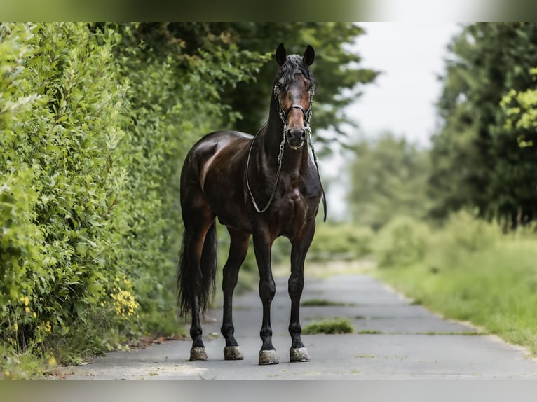 PRE Hongre 5 Ans 165 cm Bai brun foncé in Windhagen