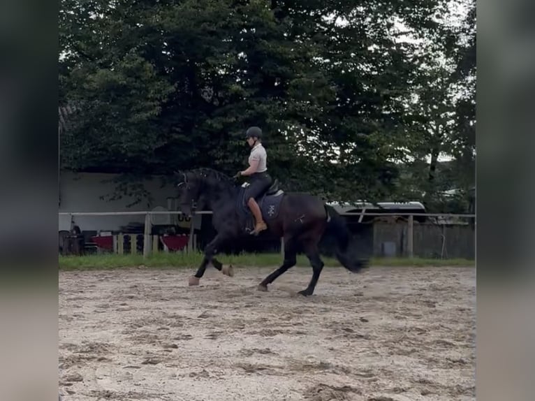 PRE Croisé Hongre 5 Ans 165 cm Bai brun foncé in Windhagen