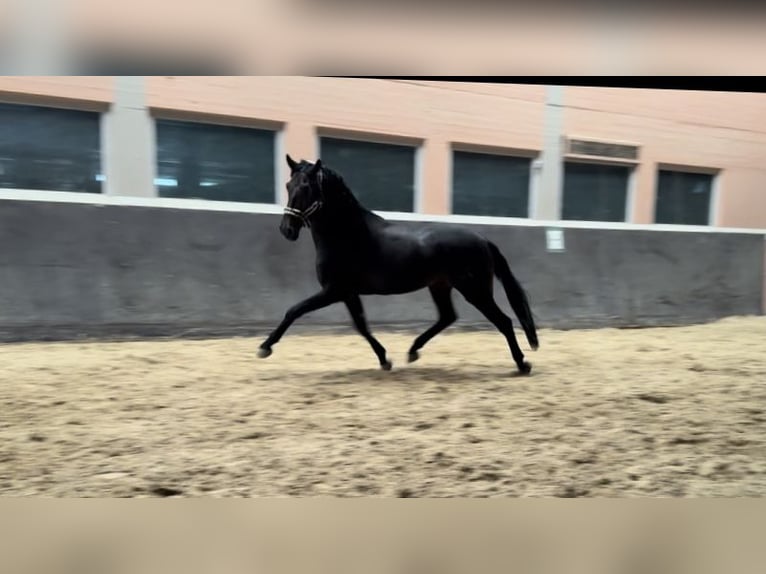 PRE Croisé Hongre 5 Ans 165 cm Bai brun foncé in Windhagen