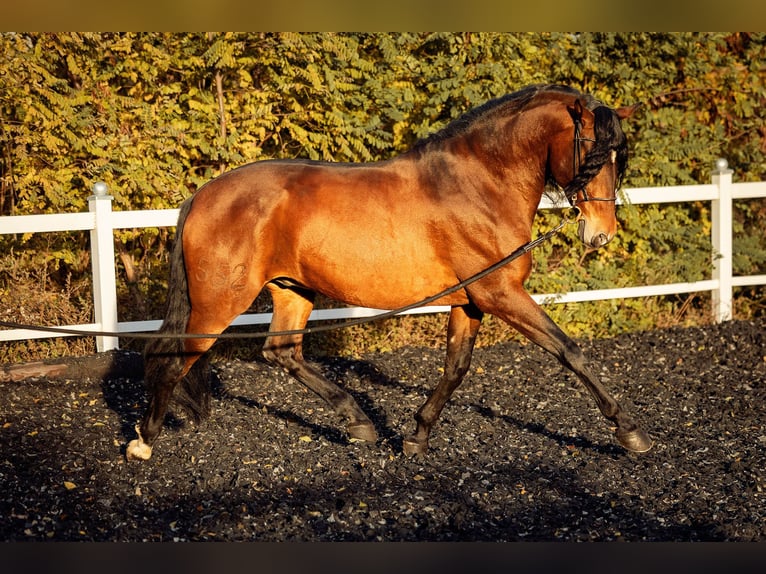 PRE Hongre 5 Ans 165 cm Bai in Fischamend