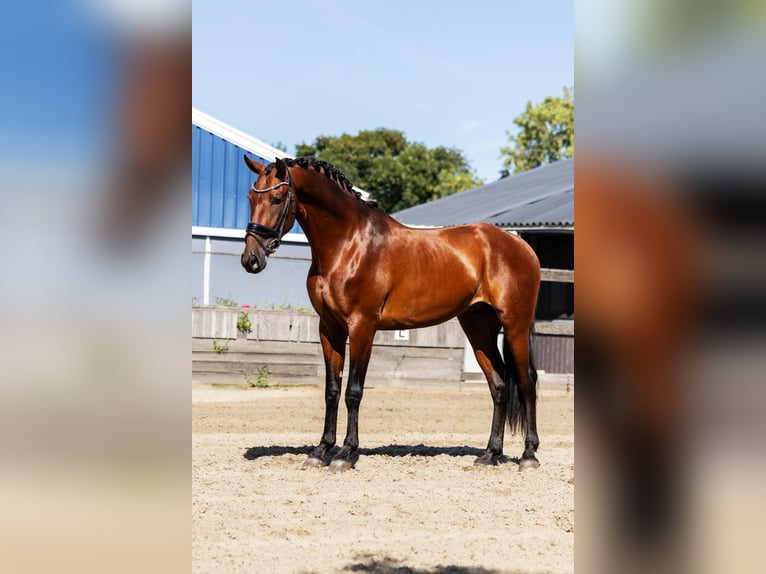 PRE Hongre 5 Ans 165 cm Bai in Poeldijk