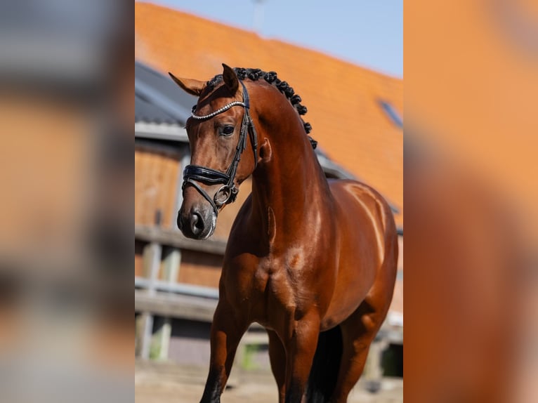 PRE Hongre 5 Ans 165 cm Bai in Poeldijk