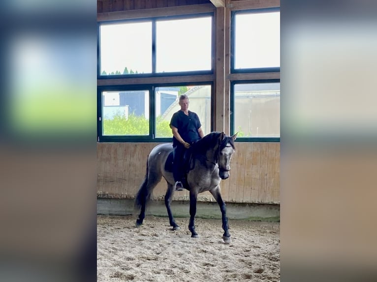 PRE Croisé Hongre 5 Ans 165 cm Gris (bai-dun) in Irenental