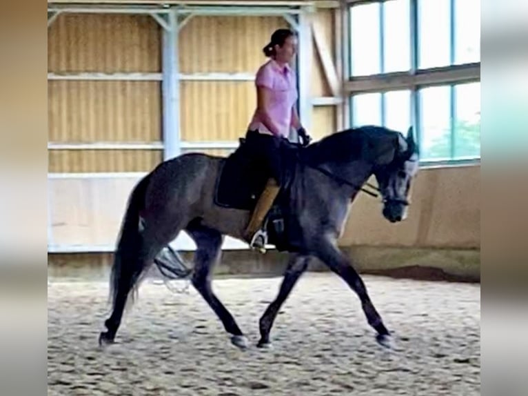 PRE Croisé Hongre 5 Ans 165 cm Gris (bai-dun) in Irenental