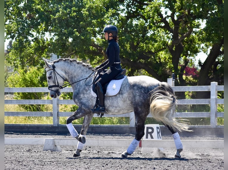 PRE Croisé Hongre 5 Ans 165 cm Gris in Ratekau