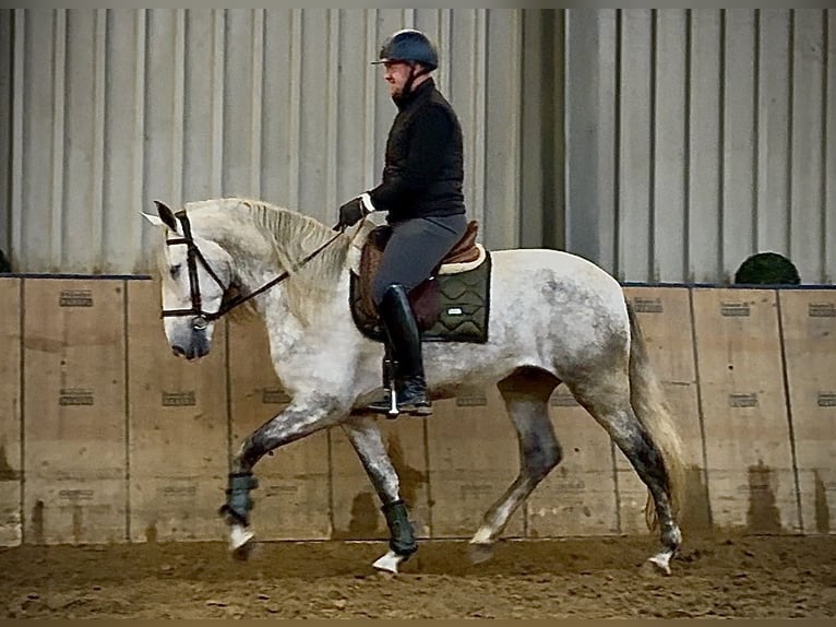 PRE Hongre 5 Ans 165 cm Gris in Neustadt (Wied)