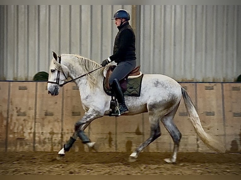 PRE Hongre 5 Ans 165 cm Gris in Neustadt (Wied)