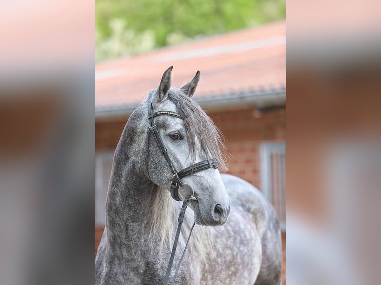 PRE Croisé Hongre 5 Ans 165 cm Gris pommelé in Niederkassel