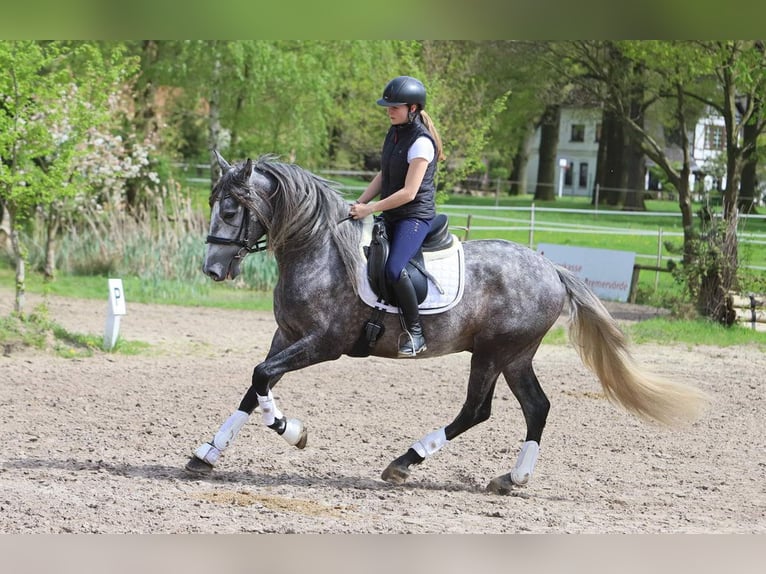 PRE Croisé Hongre 5 Ans 165 cm Gris pommelé in Niederkassel