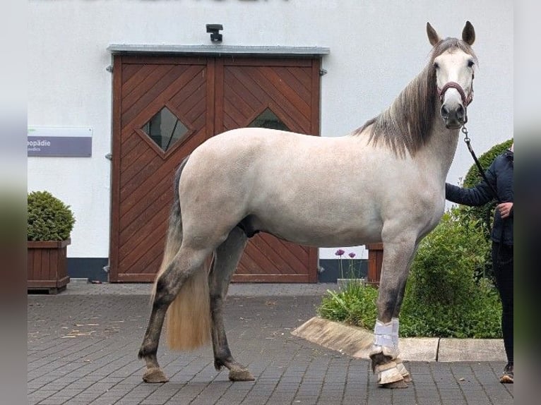 PRE Hongre 5 Ans 165 cm Gris in Schalksmühle