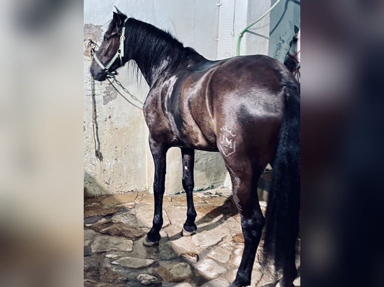 PRE Croisé Hongre 5 Ans 165 cm Noir in Granada