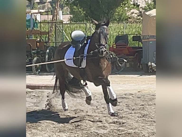 PRE Croisé Hongre 5 Ans 165 cm Noir in Granada