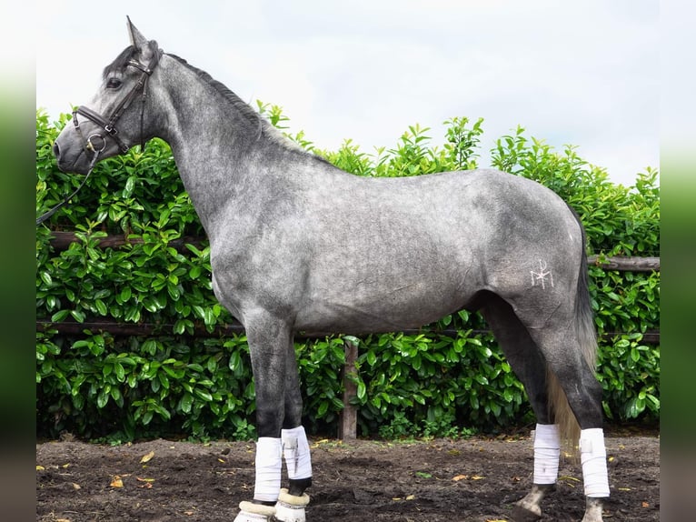 PRE Hongre 5 Ans 166 cm Gris in Helbra