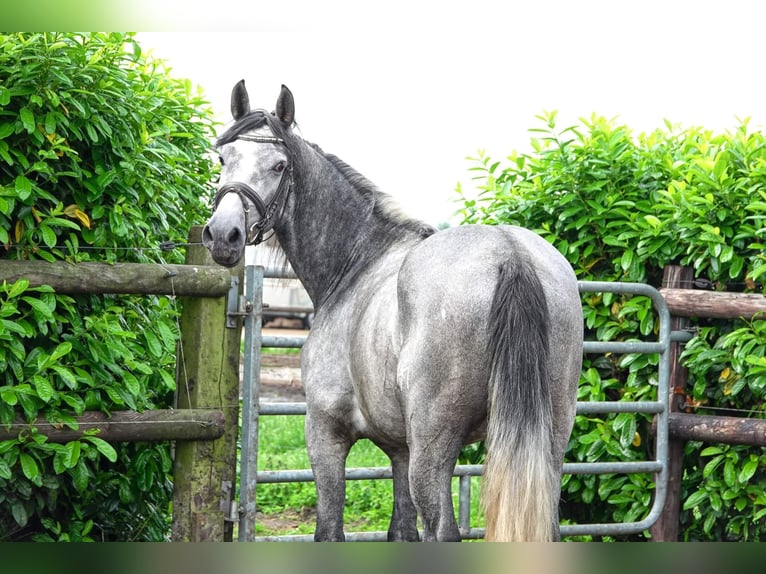 PRE Hongre 5 Ans 166 cm Gris in Helbra