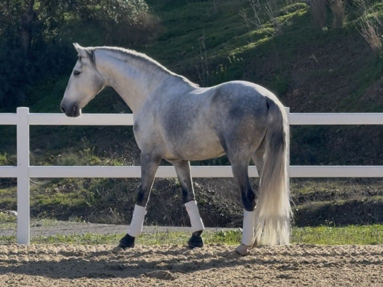 PRE Hongre 5 Ans 166 cm Gris in Coín, Málaga