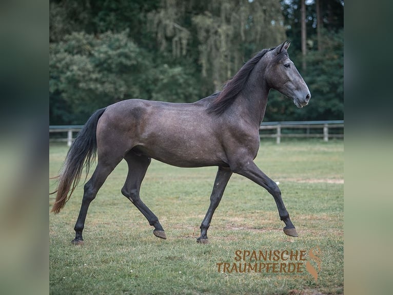 PRE Croisé Hongre 5 Ans 166 cm Gris noir in Traventhal