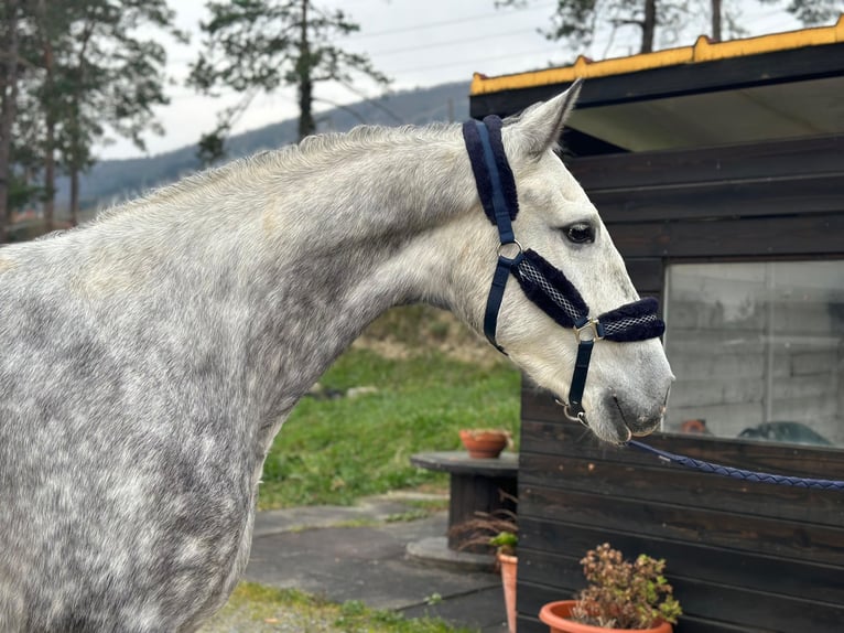 PRE Hongre 5 Ans 167 cm Gris pommelé in Bilbao