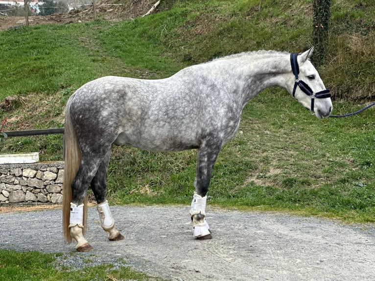 PRE Hongre 5 Ans 167 cm Gris pommelé in Bilbao