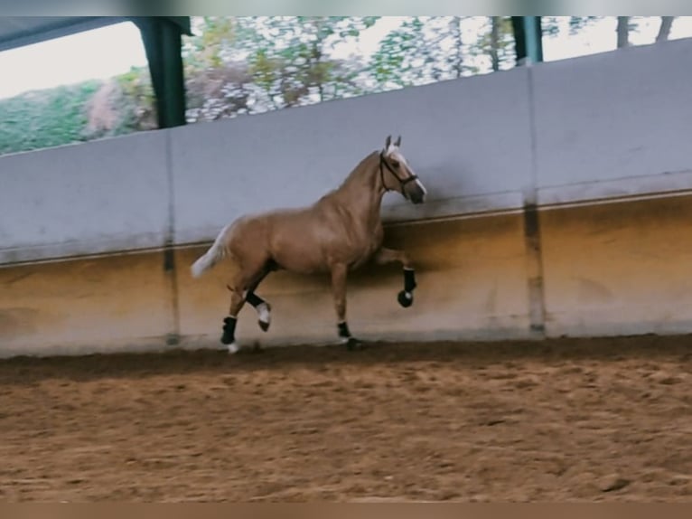 PRE Croisé Hongre 5 Ans 167 cm Palomino in coria