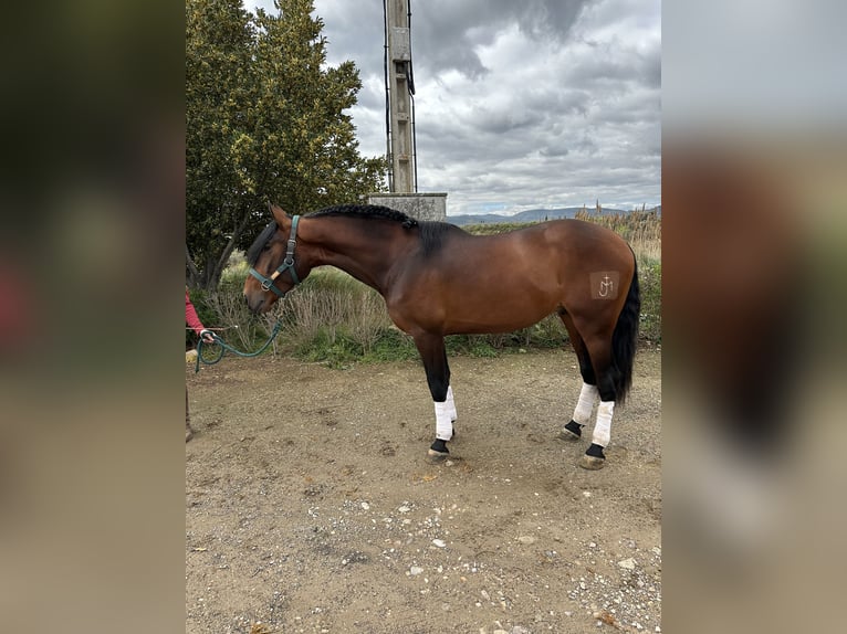 PRE Hongre 5 Ans 168 cm Bai cerise in FiteroNavarra