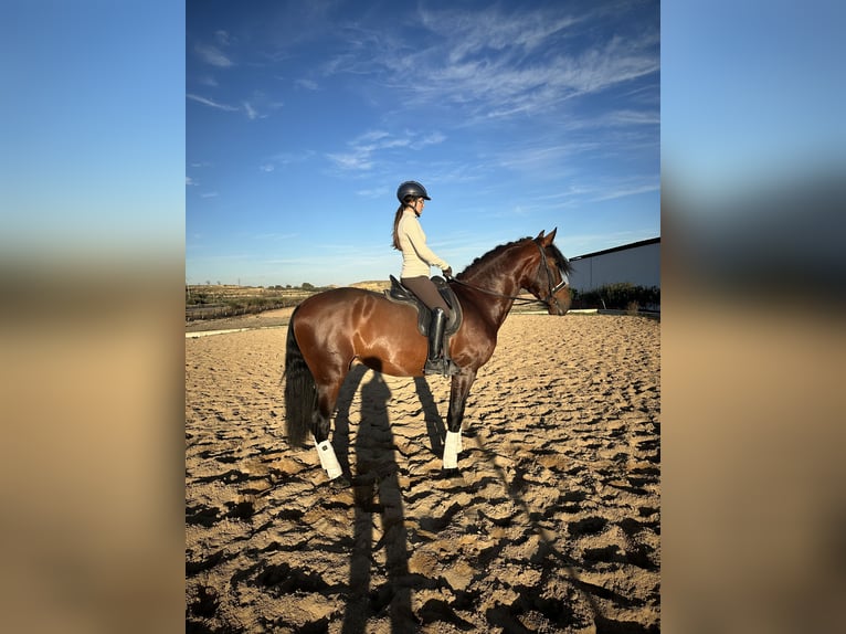 PRE Hongre 5 Ans 168 cm Bai cerise in FiteroNavarra