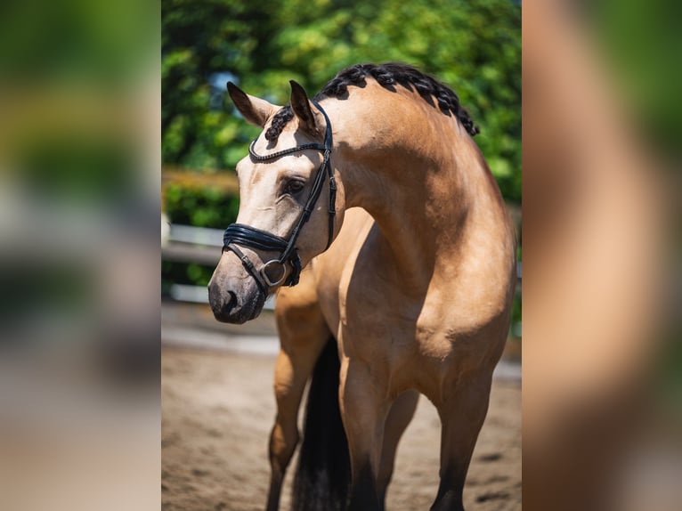 PRE Croisé Hongre 5 Ans 168 cm Buckskin in Grebenhain