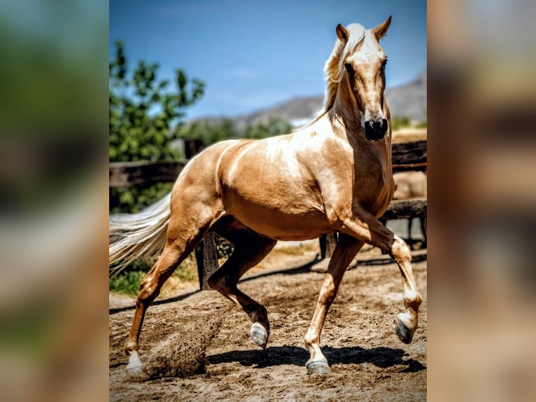 PRE Croisé Hongre 5 Ans 168 cm Palomino in Sevilla