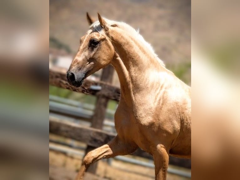 PRE Croisé Hongre 5 Ans 168 cm Palomino in Sevilla