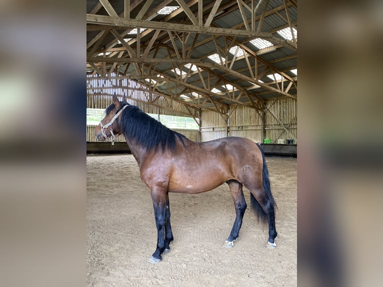 PRE Croisé Hongre 5 Ans 170 cm Bai cerise in pont l'eveque