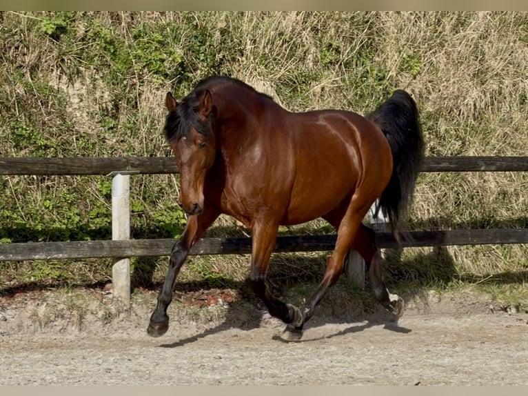 PRE Croisé Hongre 5 Ans 170 cm Bai cerise in pont l'eveque