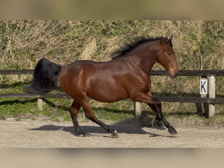 PRE Croisé Hongre 5 Ans 170 cm Bai cerise in pont l'eveque