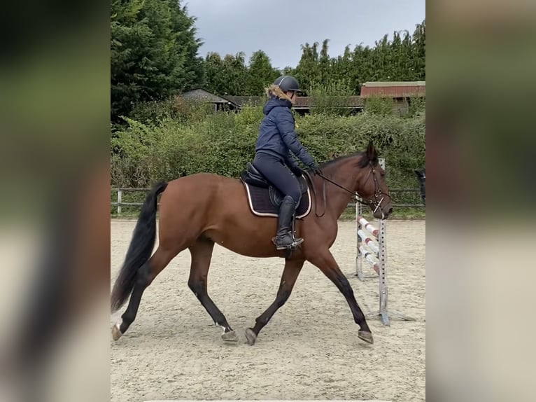 PRE Croisé Hongre 5 Ans 170 cm Bai cerise in pont l'eveque