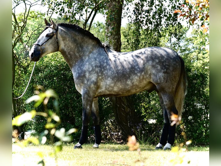 PRE Hongre 5 Ans 170 cm Gris in Usingen