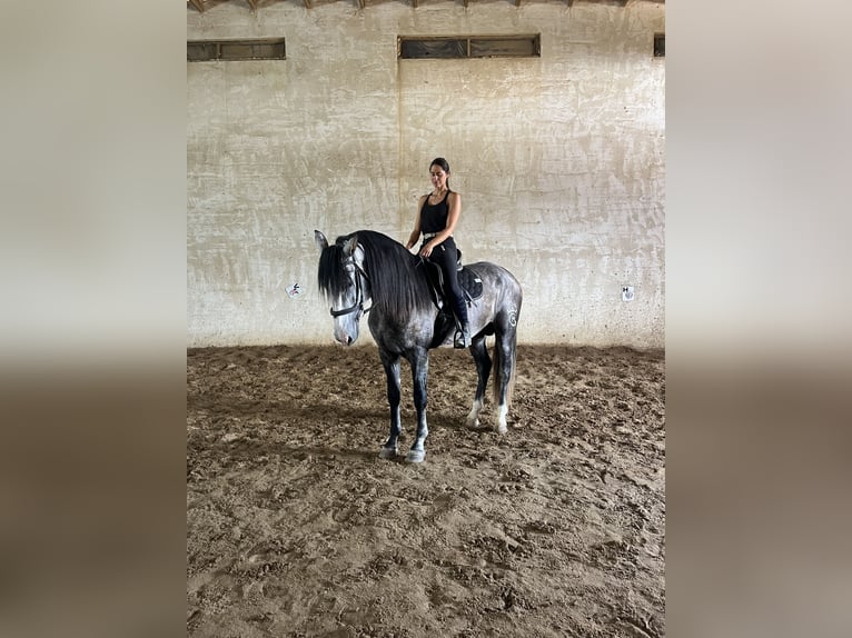 PRE Hongre 5 Ans 170 cm Gris in Villetelle