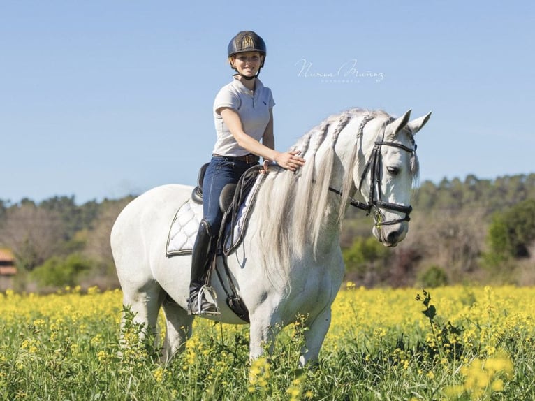 PRE Croisé Hongre 5 Ans 170 cm Gris in NAVAS DEL MADRONO