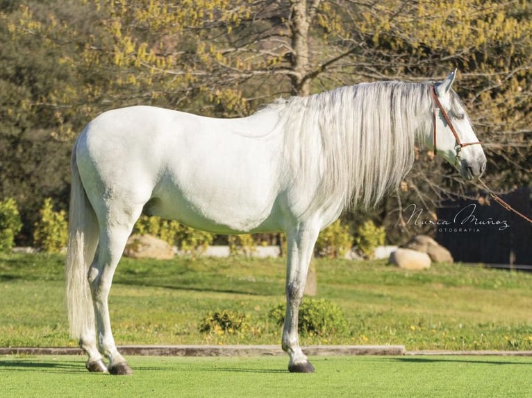 PRE Croisé Hongre 5 Ans 170 cm Gris in NAVAS DEL MADRONO